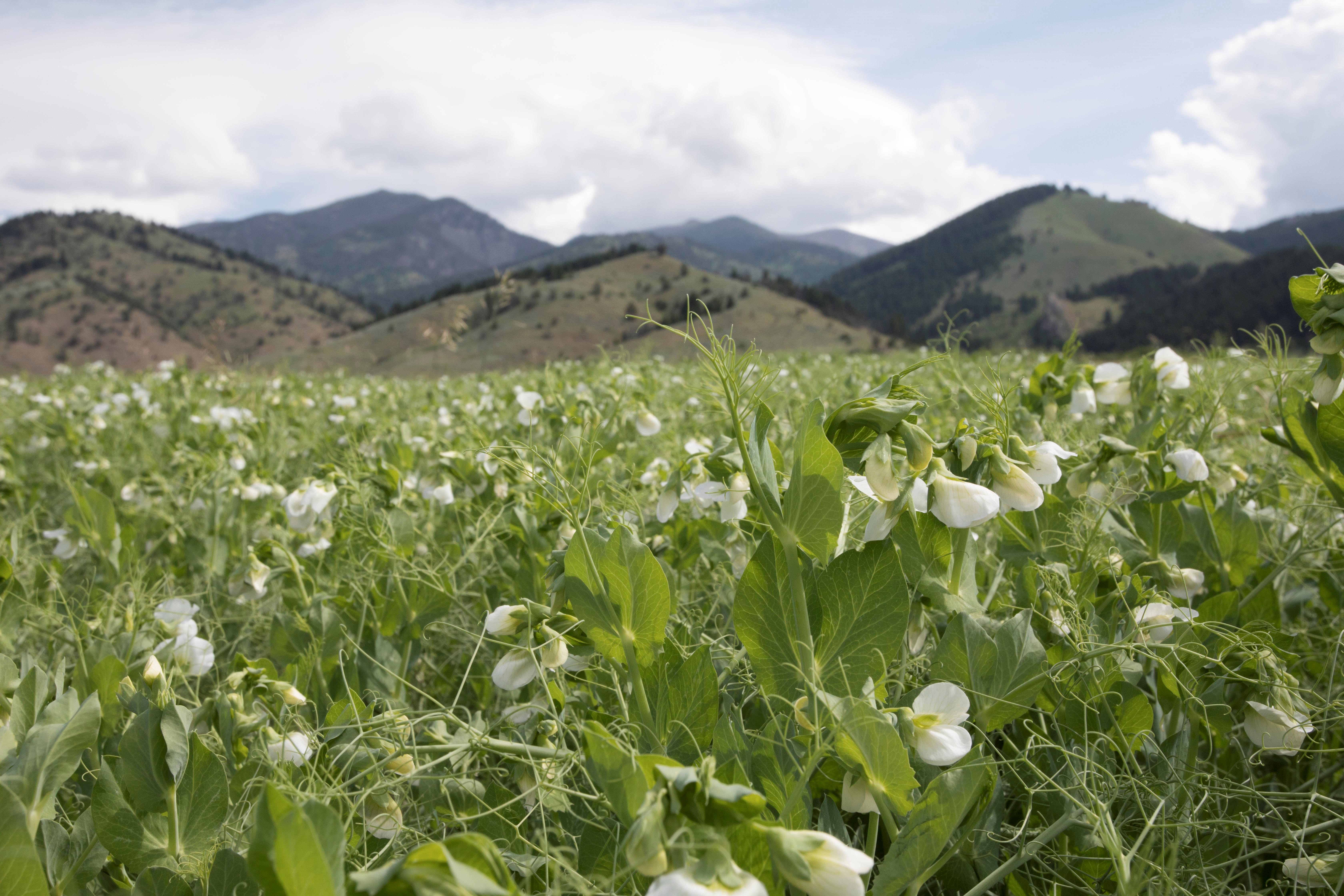 field of yellow peas
